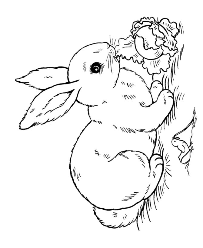 Easter Rabbit Coloring Pages | BlueBonkers - Lettuce ...