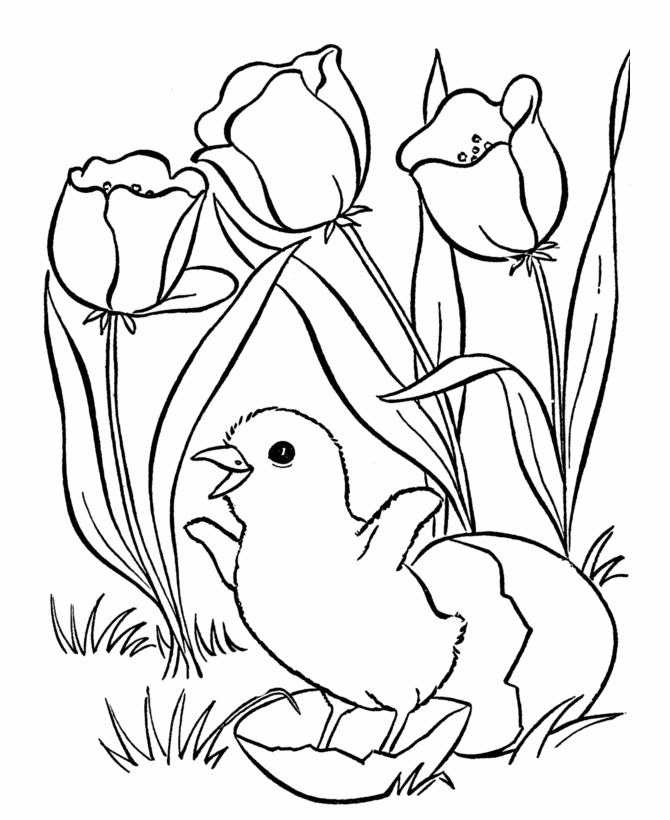 baby chick hatching coloring page