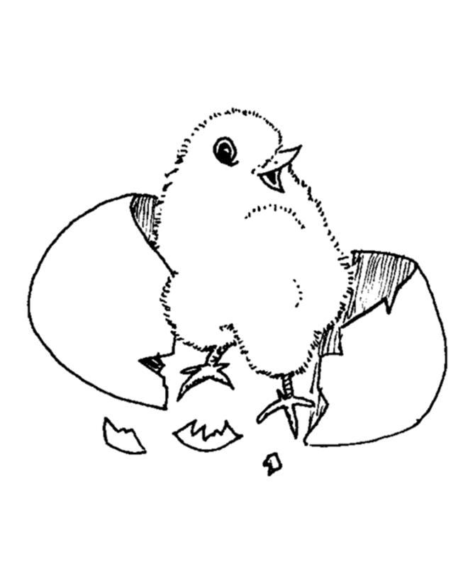 baby chick hatching coloring page