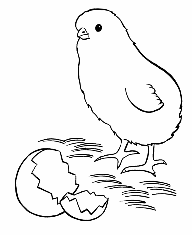 Easter Chicks Coloring page | New baby chick