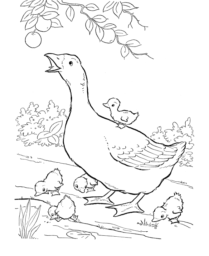 Easter Chicks Coloring page | Mother goose and baby chicks