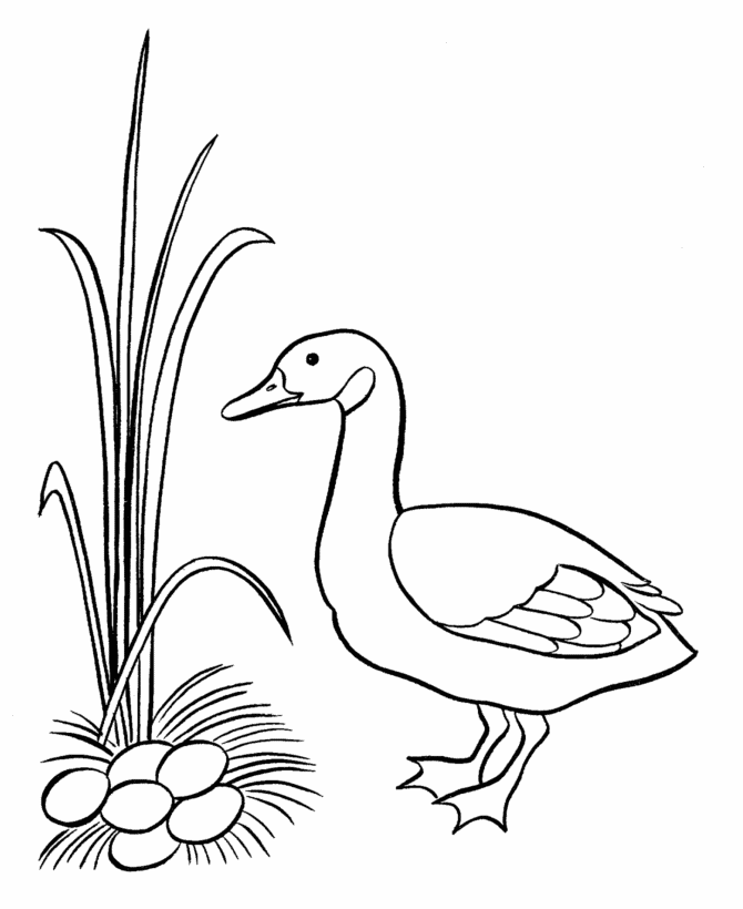 Easter Ducks Coloring page | Duck to color with a nest full of duck eggs