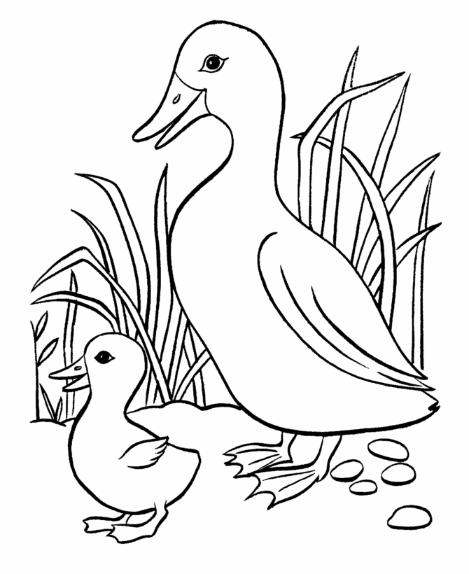 Easter Ducks Coloring page | mother duck and her cute baby duck
