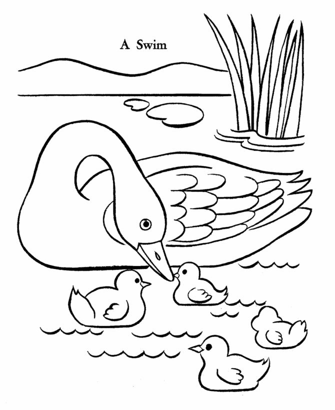 Easter Ducks Coloring page | a family of ducks on a pond for a swim
