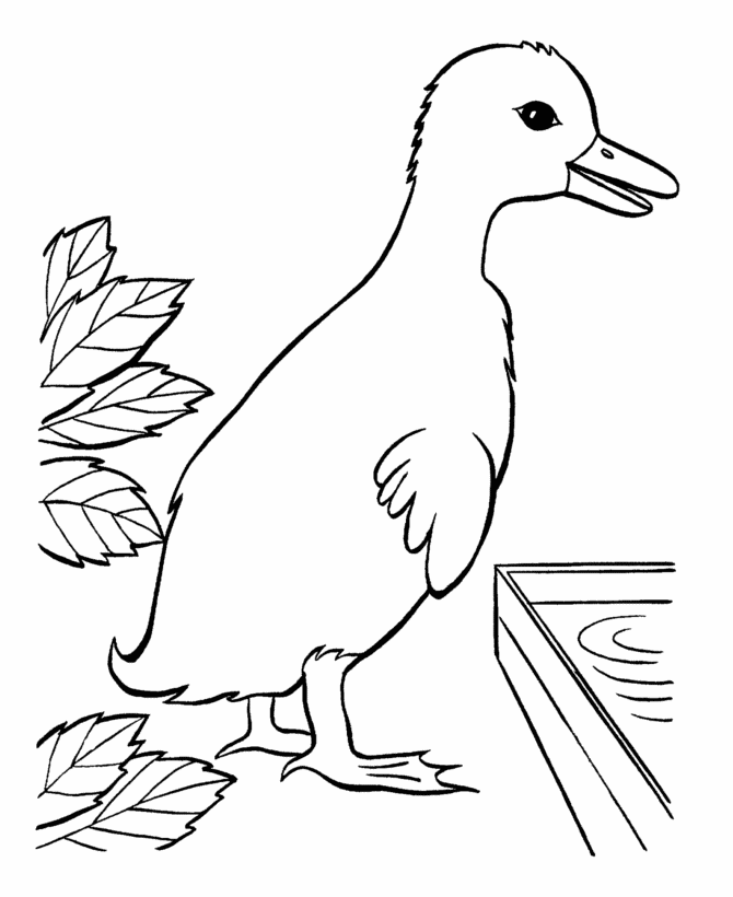 Easter Ducks Coloring page | Young Duck