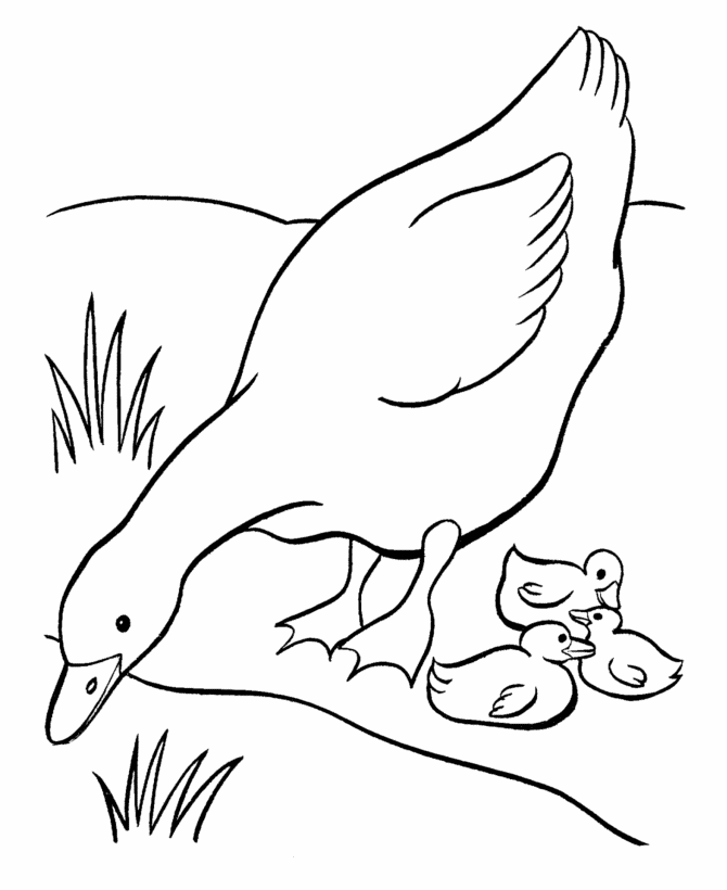 Easter Ducks Coloring page | A mother goose and her babies