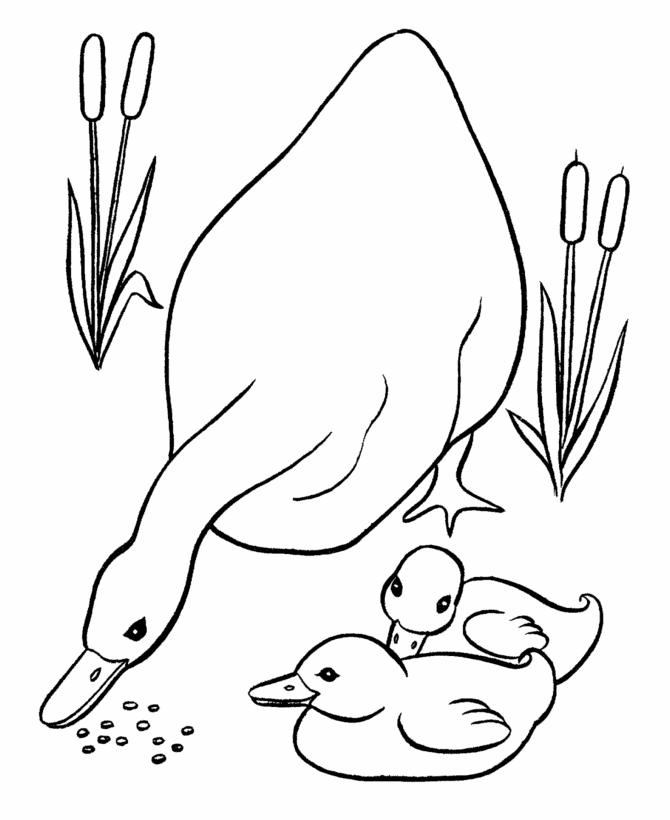 Easter Ducks Coloring page | Momma and baby ducks feeding