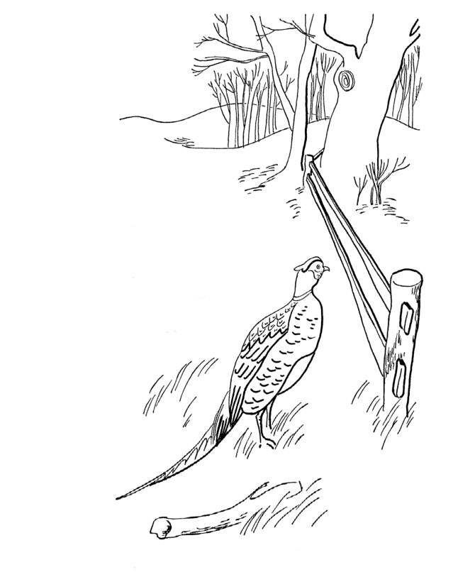 A Wild Pheasant in a Field 