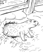 Groundhog's Day Coloring Pages 