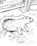 Groundhog Day Coloring Page