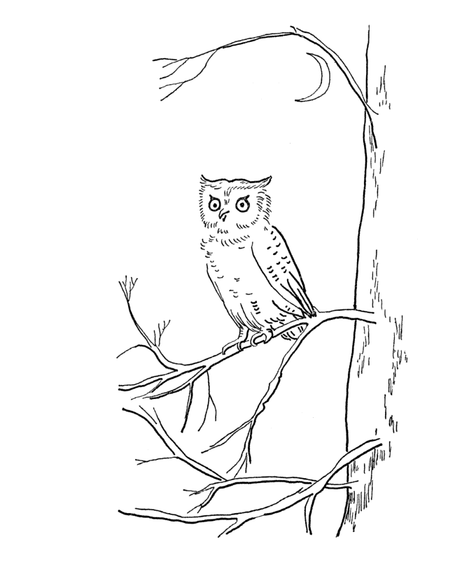 Summer Fun - Owl in the forest