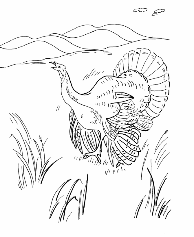 Wild Thanksgiving Turkey - Thanksgiving Day Coloring page