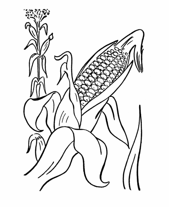  Ears of Corn - Thanksgiving Dinner Coloring page
